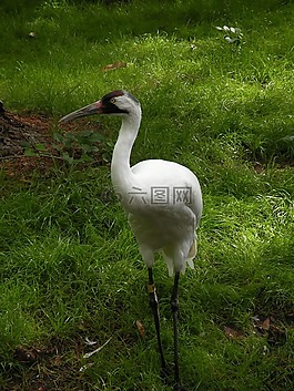 鳴鶴,起重機(jī),鳥(niǎo)