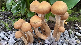 蘑菇,真菌,性质