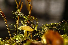 蘑菇,藍(lán)色蘑菇,秋季