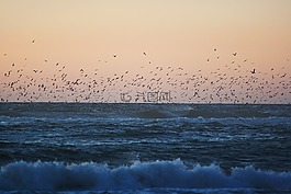 鳥(niǎo),羊群,海洋