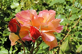 玫瑰,玫瑰花蕾,開花