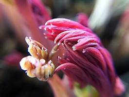 löjtnatshjärta,芽,春天