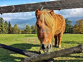 這匹馬,konik,馬