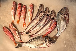 鮮魚,原,海
