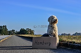 搭車人,搭車,狗