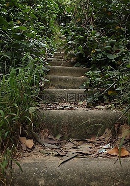 樓梯,野生動(dòng)物,植被