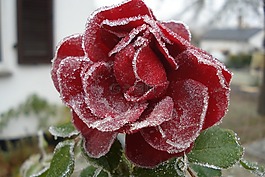 性質(zhì),花,玫瑰