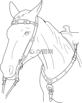 馬,頭,動(dòng)物