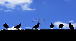 鳥(niǎo)類,鴿子,屋頂