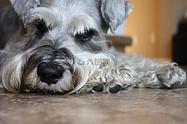 schnauzer,狗,家養(yǎng)