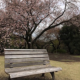 櫻花,日本,花園