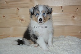 小狗,狗的奧林巴斯,設(shè)得蘭群島牧羊犬