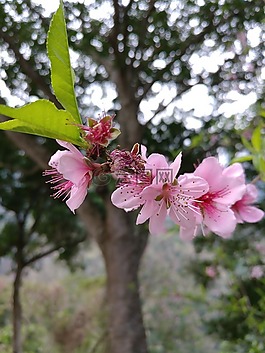 花,樹,植物區(qū)系
