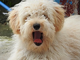動物,狗,寵物
