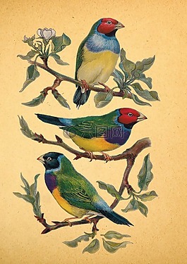 釀酒,百鳥,鳥