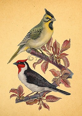 釀酒,百鳥,鳥