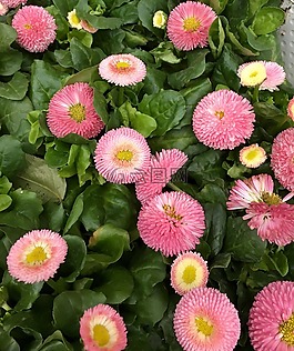 鮮花,blomsterplantering,粉紅色的花