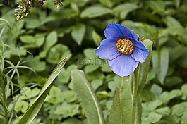 花,蓝色,花的