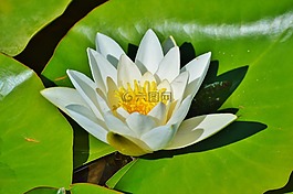 睡蓮,玫瑰,花