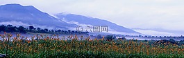 錐花,景觀,吉日