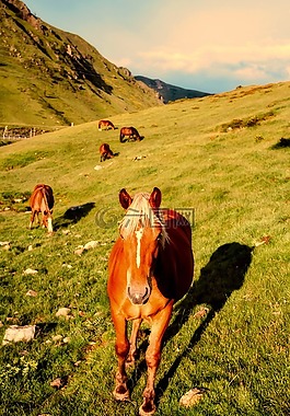 馬匹,草甸,山