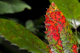 性質(zhì),葉子,夏季