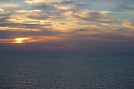 日落,鳥(niǎo),海洋