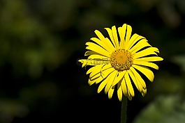 黃色,花,花的
