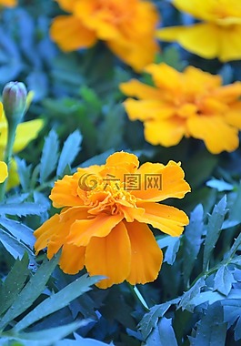 懷疑,鮮花,扶郎