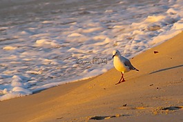 日出,海鷗,海灘