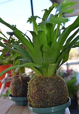 kokedama,花店,春