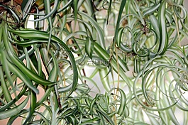綠百合,植物,室內植物