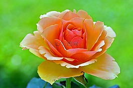 玫瑰,開(kāi)花,玫瑰綻放