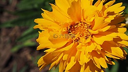 花,黃色花,橙花
