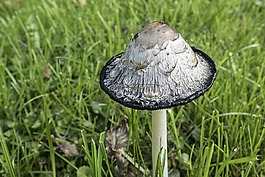 萧菇,鸡腿菇,芦笋蘑菇