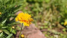 黃色花,盛開的鮮花,春天的花朵