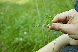 植物,草坪,性質(zhì)