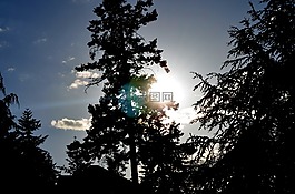 樹,森林,光