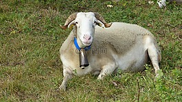 性質(zhì),羊,動(dòng)物