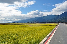 花海,田園,風景
