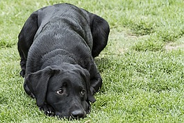 拉布拉多,檢索器,小狗
