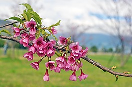 花,櫻花,粉色花