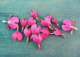 流血的心,春,花