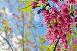花,櫻花,粉色花