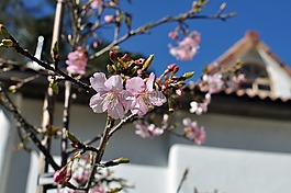 花,櫻花,粉色花
