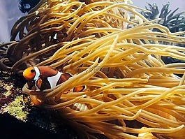 ?？?魚,海洋