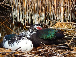 鳧,湖,鳥