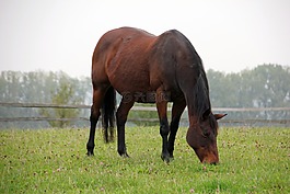 動物,馬,牧場
