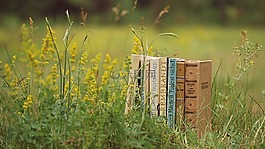 本書,文章,服務