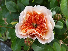 玫瑰,橙色,花